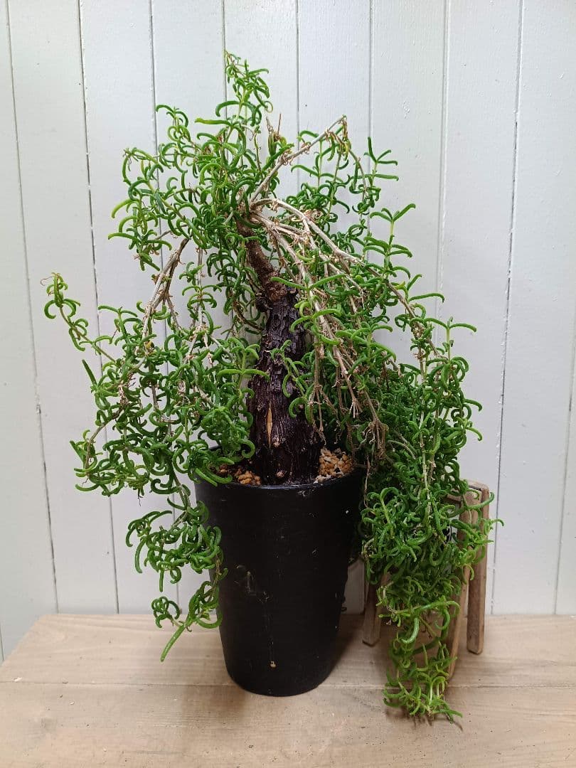 B003 超希少種発根済み メストクレマ ツベローサム 養生株