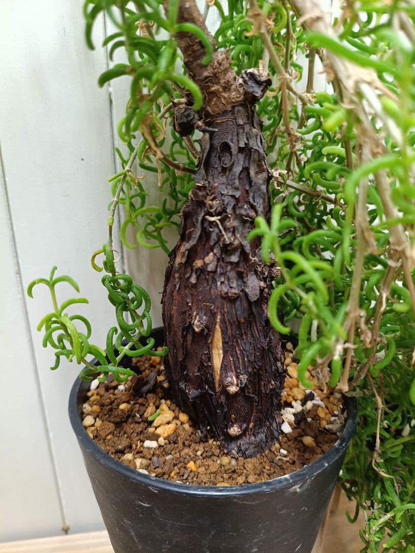 B003 超希少種発根済み メストクレマ ツベローサム 養生株