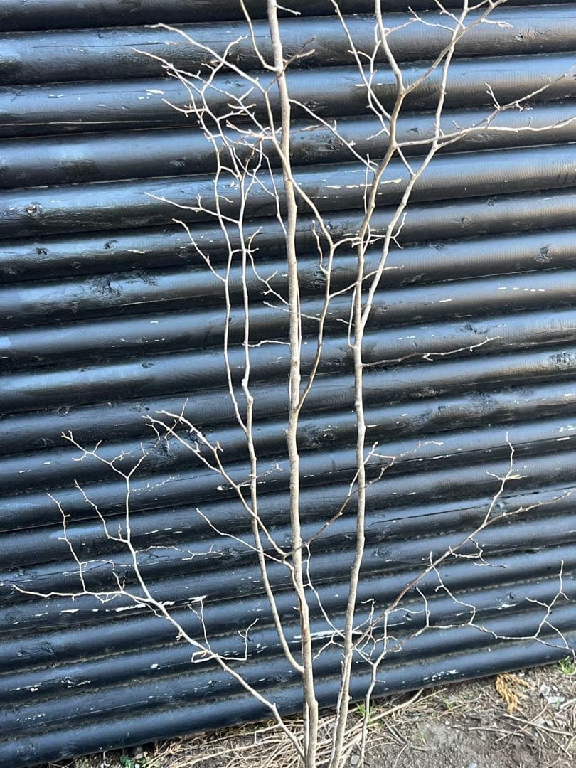 山採り天然　ナツハゼ　2