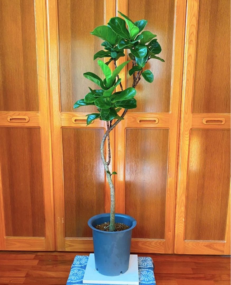 フィカスバンビーノ カシワバゴム 高さ130cm