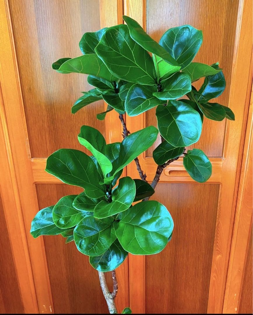 フィカスバンビーノ カシワバゴム 高さ130cm