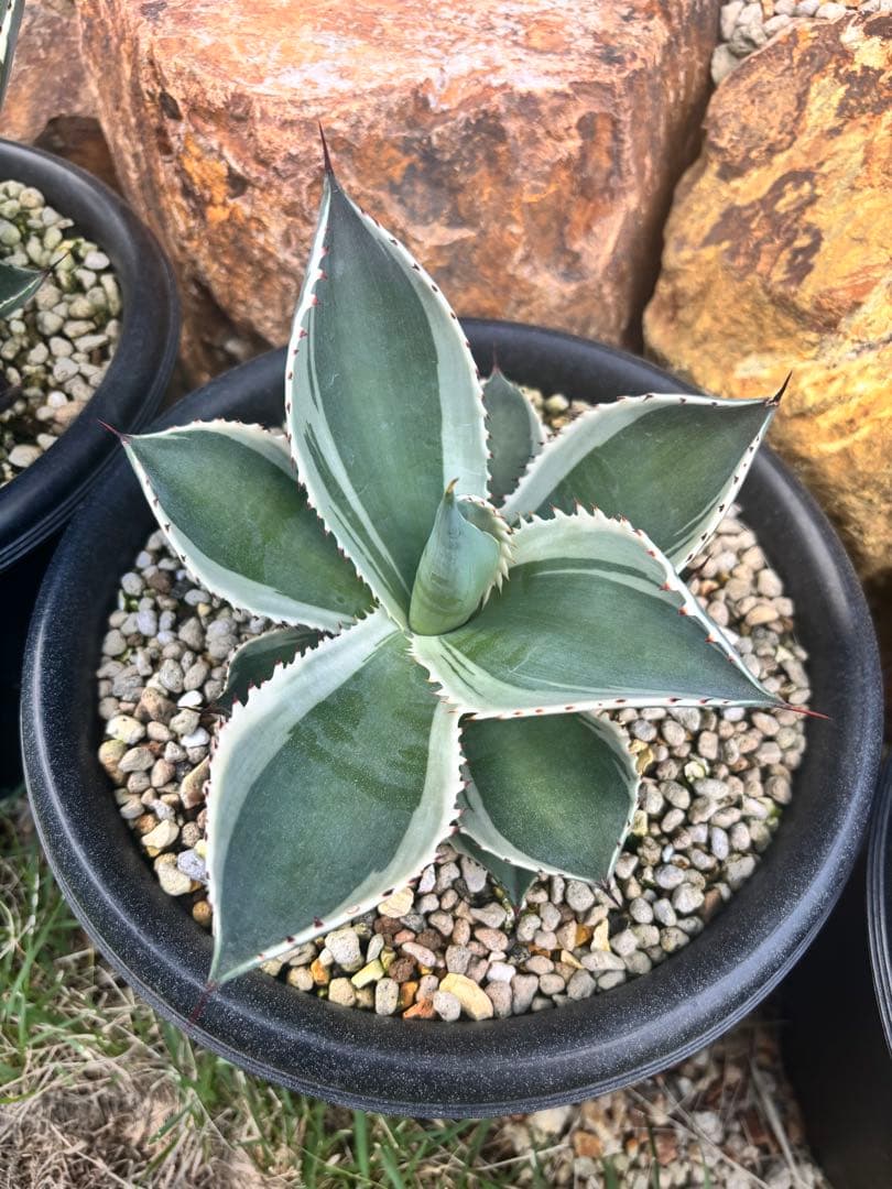 セルシーノバ 白覆輪 極美 親株 レア アガベ セルシーノヴァ