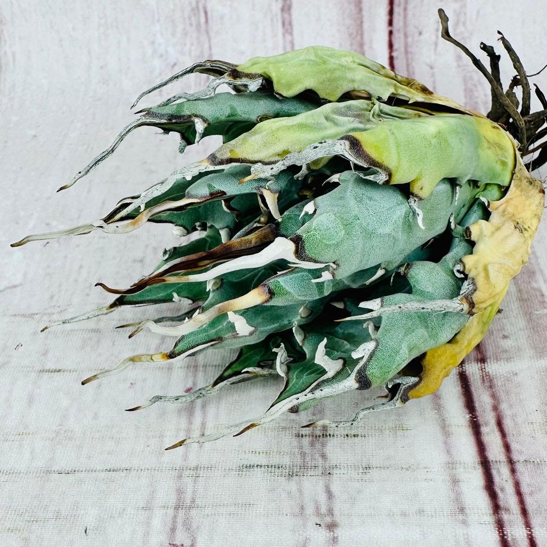 17 アガベ ユタエンシス エボリスピナ 陽炎 太葉