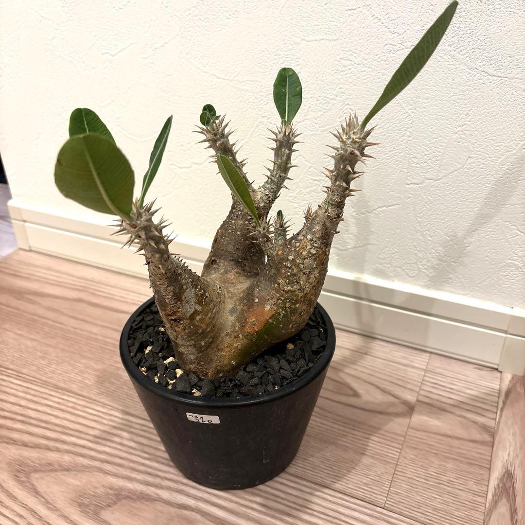 パキポディウム　マカイエンセ　現地球