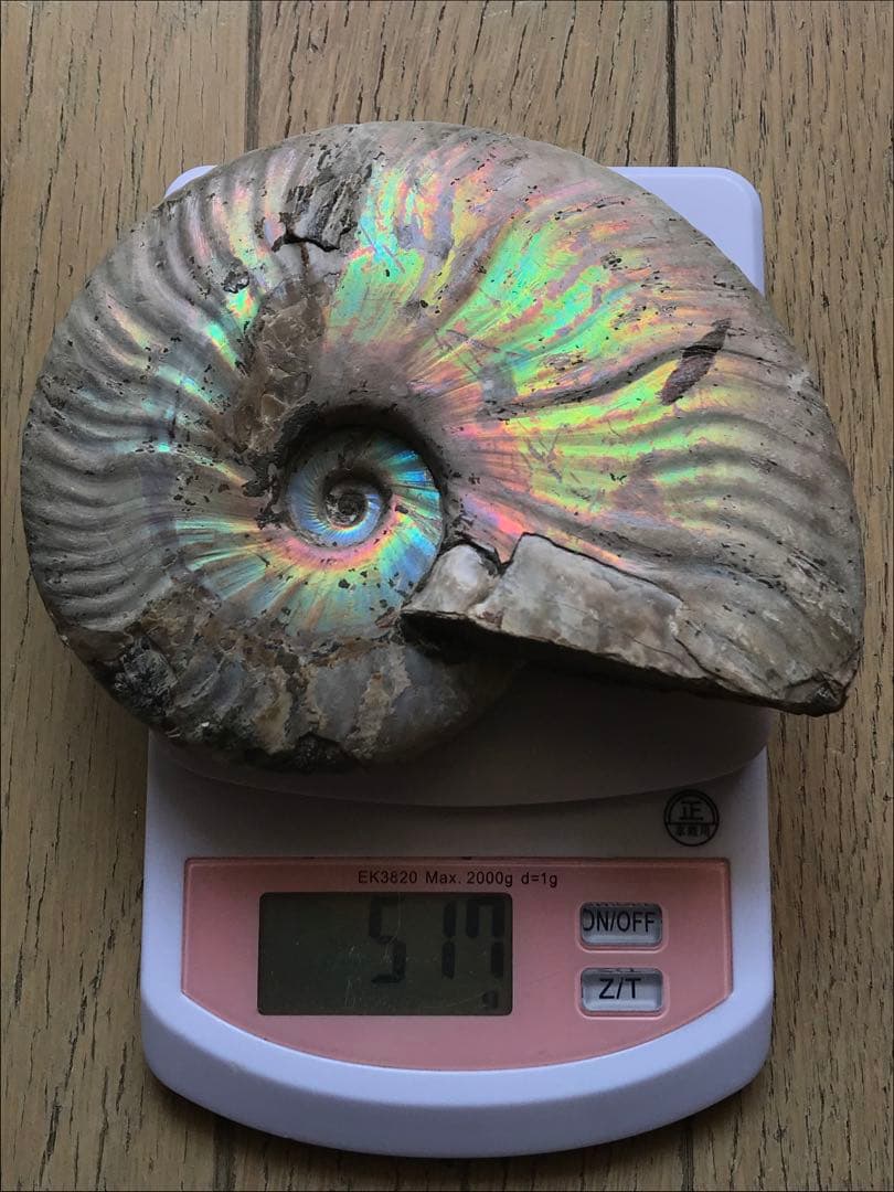 【限定価格】マダガスカル産　アンモナイト化石青（マダガスカリエンス）大サイズ