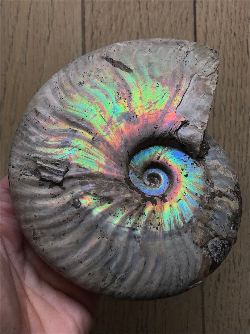 【限定価格】マダガスカル産　アンモナイト化石青（マダガスカリエンス）大サイズ