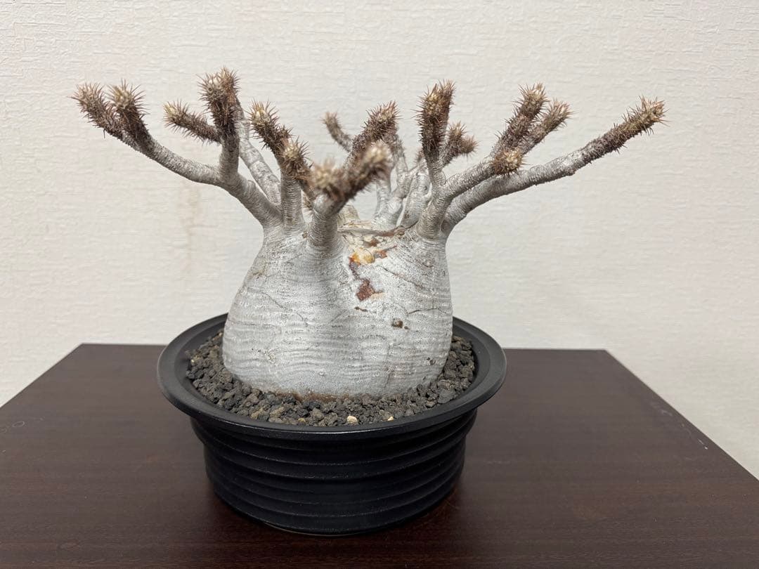 パキポディウム　グラキリス　⑤ 4年管理　白肌　検　アガベ　パキプス　チタノタ