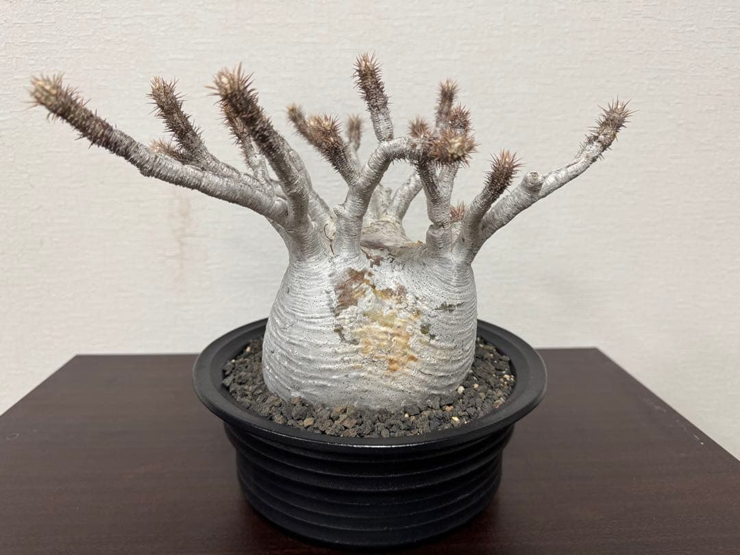 パキポディウム　グラキリス　⑤ 4年管理　白肌　検　アガベ　パキプス　チタノタ