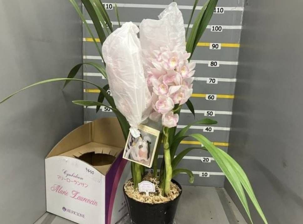 ☆シンビジューム☆マリー・ローランサン☆ストレート型☆8号鉢☆3F☆入手困難☆