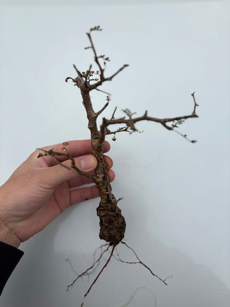 Gio G io　　オペルクリカリアパキプス　枝差し発根済