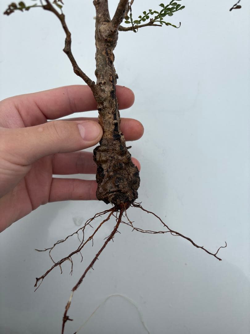 Gio G io　　オペルクリカリアパキプス　枝差し発根済