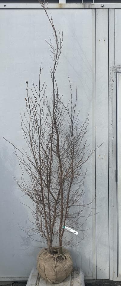 《現品》姫沙羅（ヒメシャラ）株立ち　樹高2.0ｍ（根鉢含まず）38【苗木/植木】
