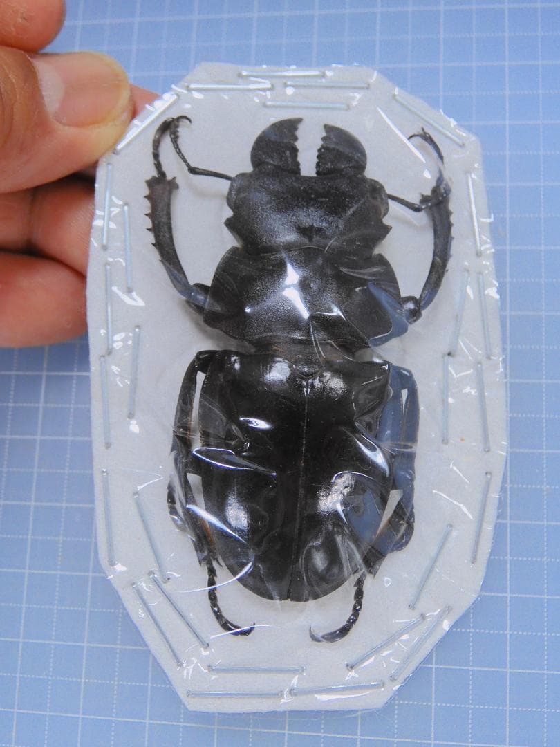 標本 Very big Odontolabis latipennis 68mm