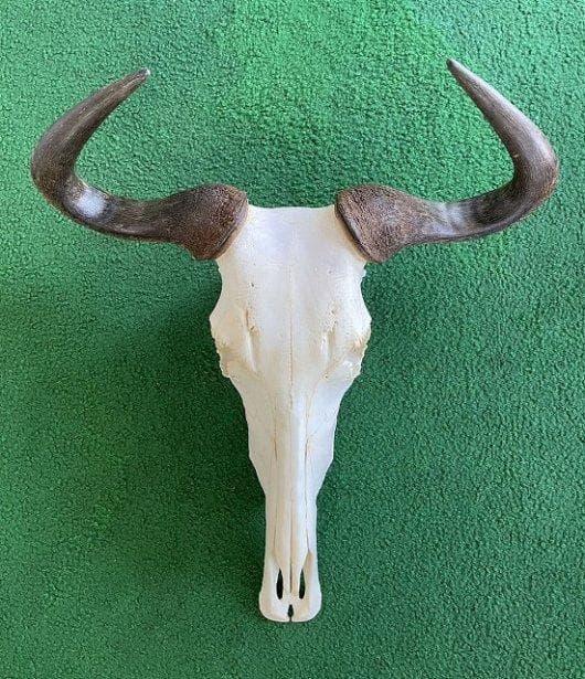 オグロヌー スカルホーン　※捕獲データ付