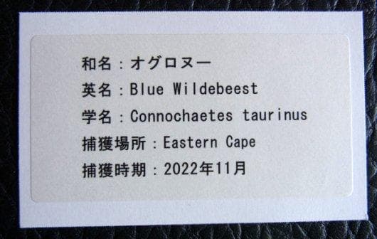 オグロヌー スカルホーン　※捕獲データ付