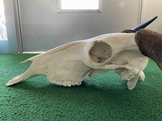 オグロヌー スカルホーン　※捕獲データ付