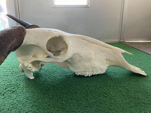 オグロヌー スカルホーン　※捕獲データ付