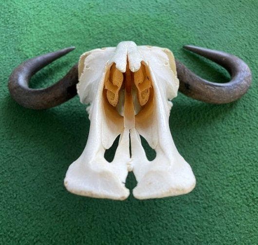 オグロヌー スカルホーン　※捕獲データ付