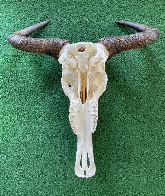 オグロヌー スカルホーン　※捕獲データ付