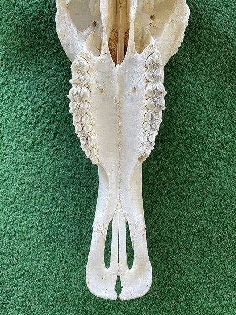 オグロヌー スカルホーン　※捕獲データ付