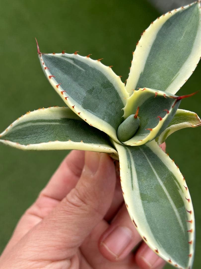 激レア最高級株！発根済み！オリザバ④極上株！アガベ　根付き