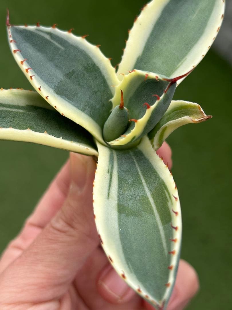 激レア最高級株！発根済み！オリザバ④極上株！アガベ　根付き