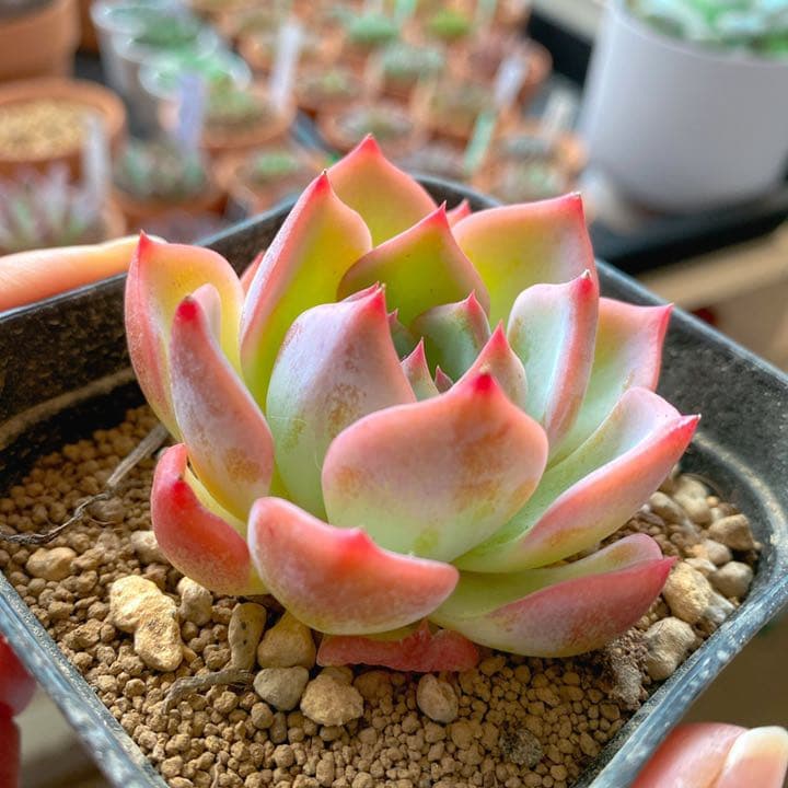 超美苗ケラリアン