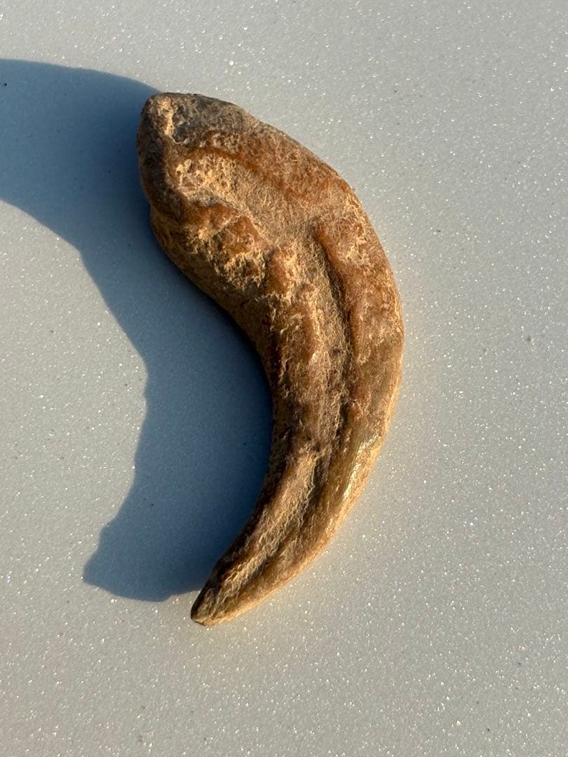 翼竜の爪　化石　モロッコ