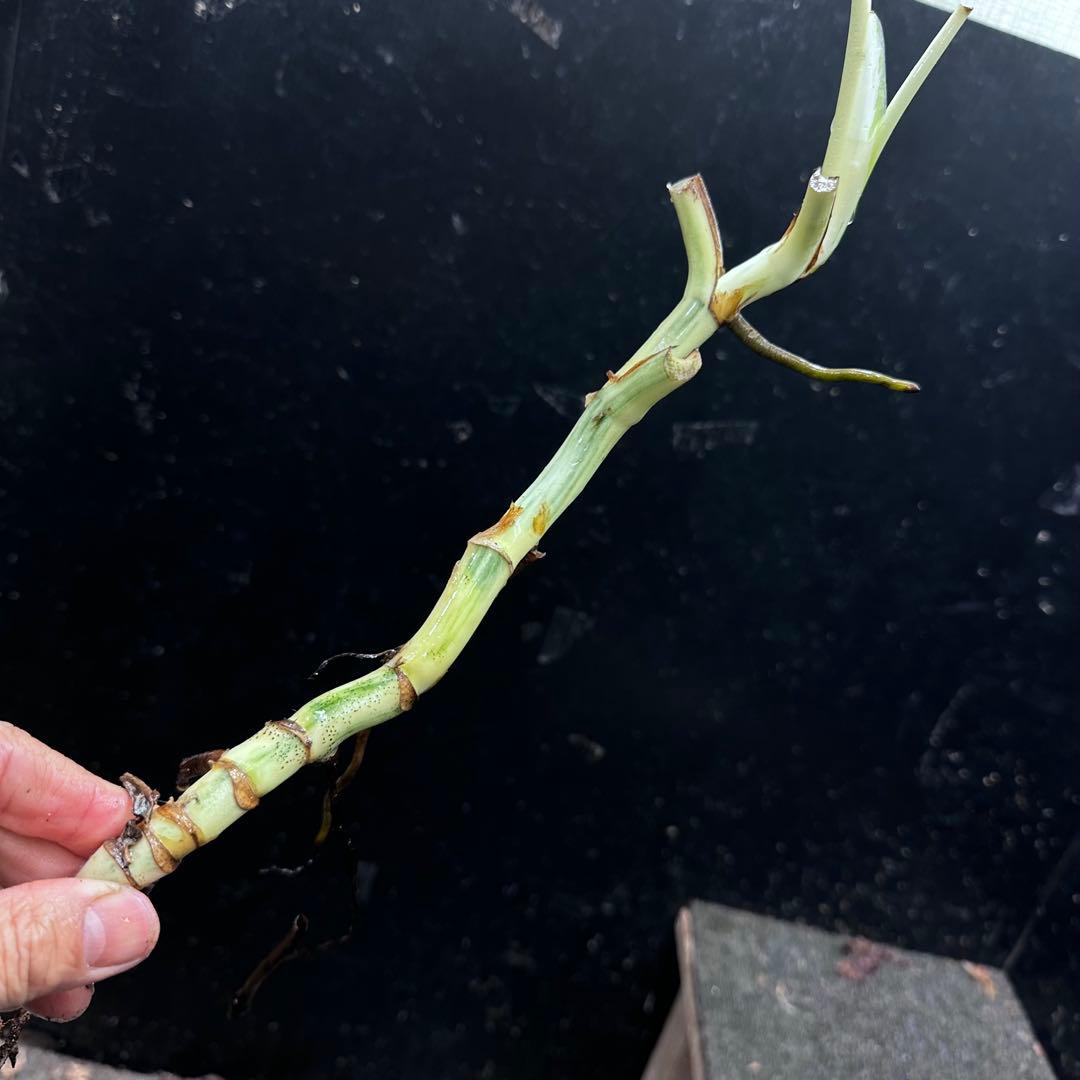 超*✿様 斑入りモンステラホワイトタイガー茎7株おまとめ