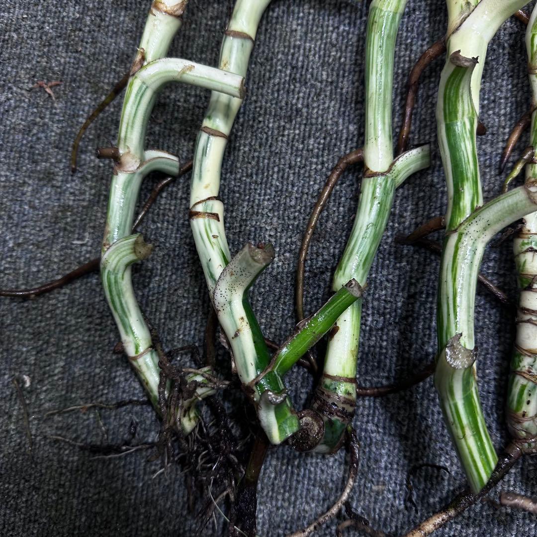 超*✿様 斑入りモンステラホワイトタイガー茎7株おまとめ