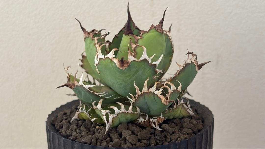 アガベ フィリグリー + VALIEM DEEP VOID（SMOKY）Sサイズ