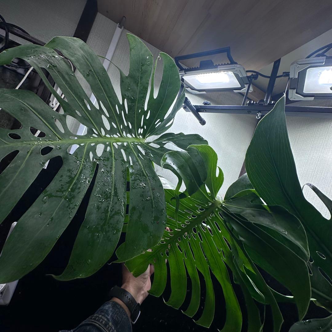 2*4様 モンステラデリシオーサマクロコズム超希少系統鉢植え71㎝