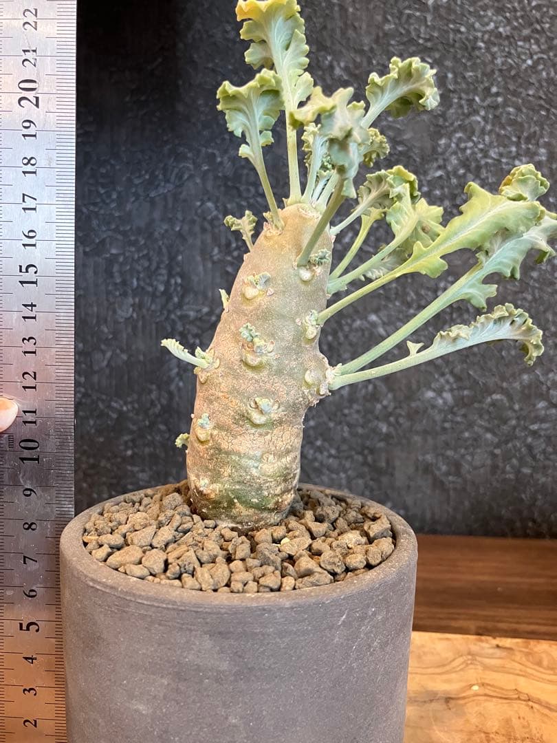 ペラルゴニウム　クリンガルドテンセ　実生　Kimihiro Plants 鉢付き