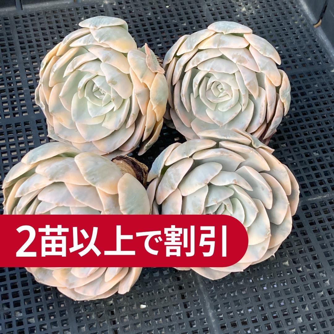 エケベリア　韓国苗　大苗　マケベニア錦　多肉植物　ポコ多肉