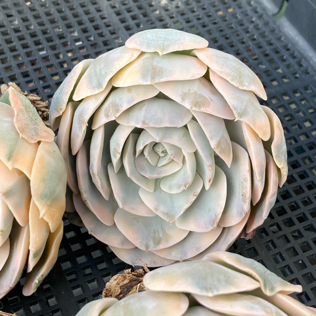 エケベリア　韓国苗　大苗　マケベニア錦　多肉植物　ポコ多肉