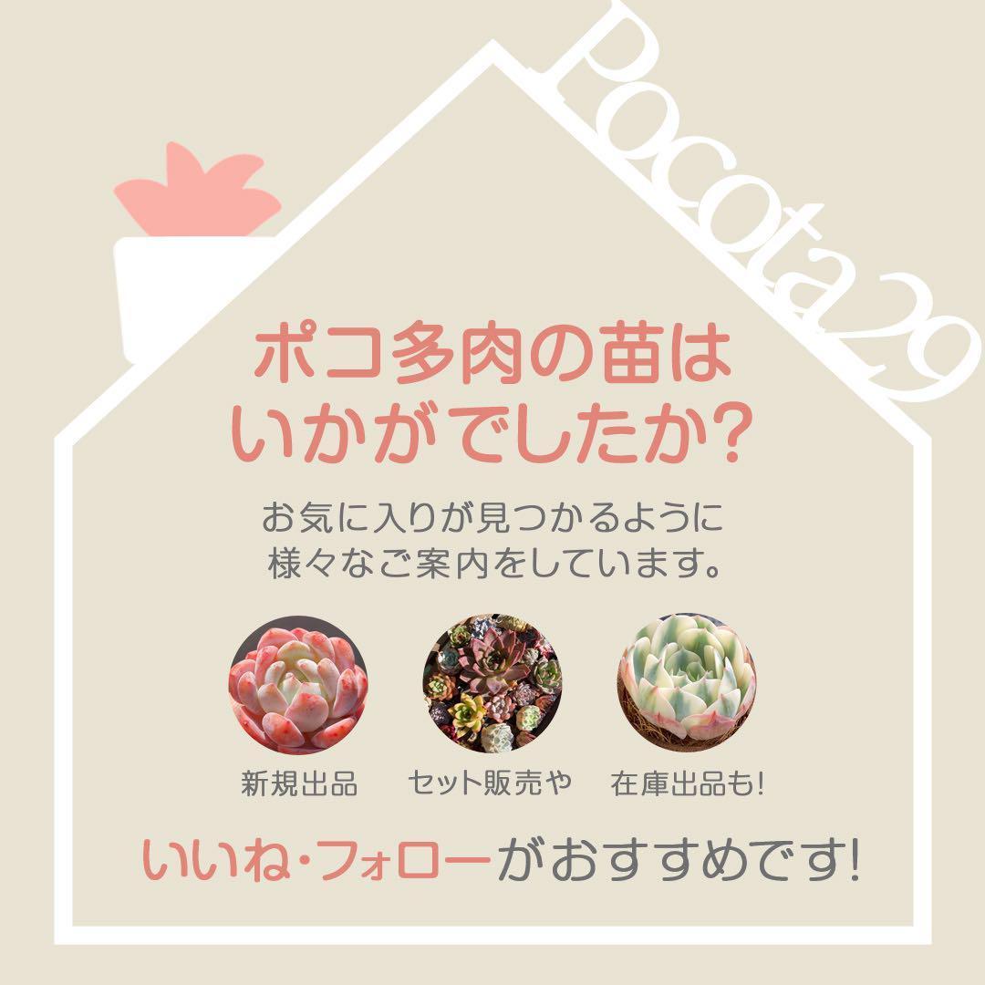 エケベリア　韓国苗　大苗　マケベニア錦　多肉植物　ポコ多肉