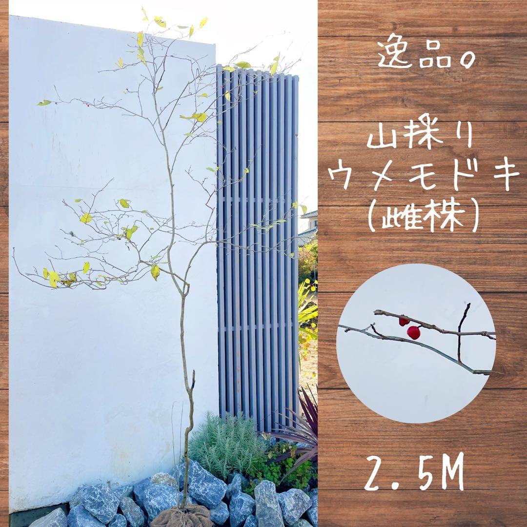 逸品。山採りウメモドキ(雌株)2.5M(鉢底から)