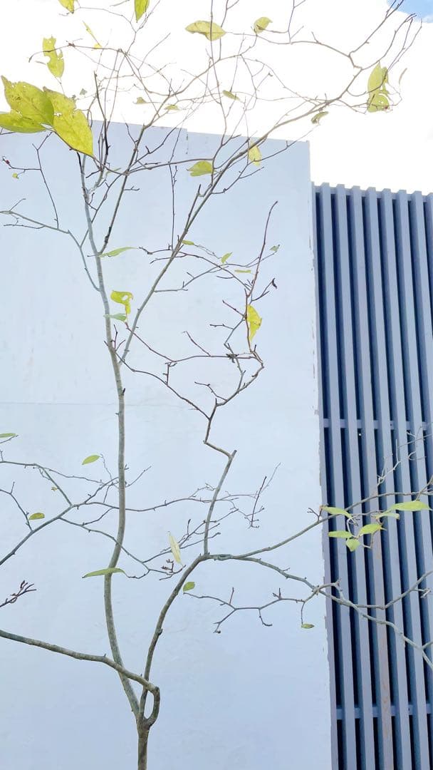 逸品。山採りウメモドキ(雌株)2.5M(鉢底から)