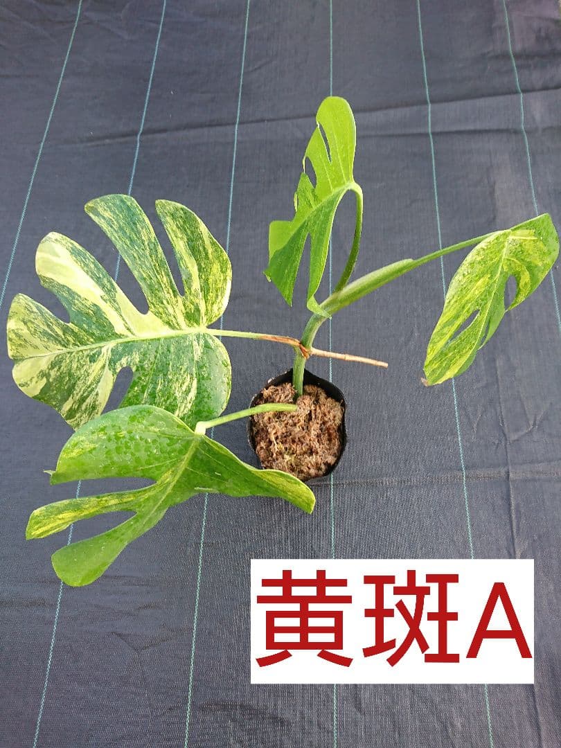 A 希少 極上 黄斑 大株 美しい 斑入り 極美 モンステラ 極斑 苗 オーレア