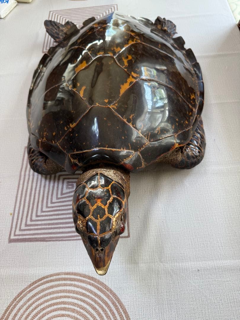 その他 Tartaruga