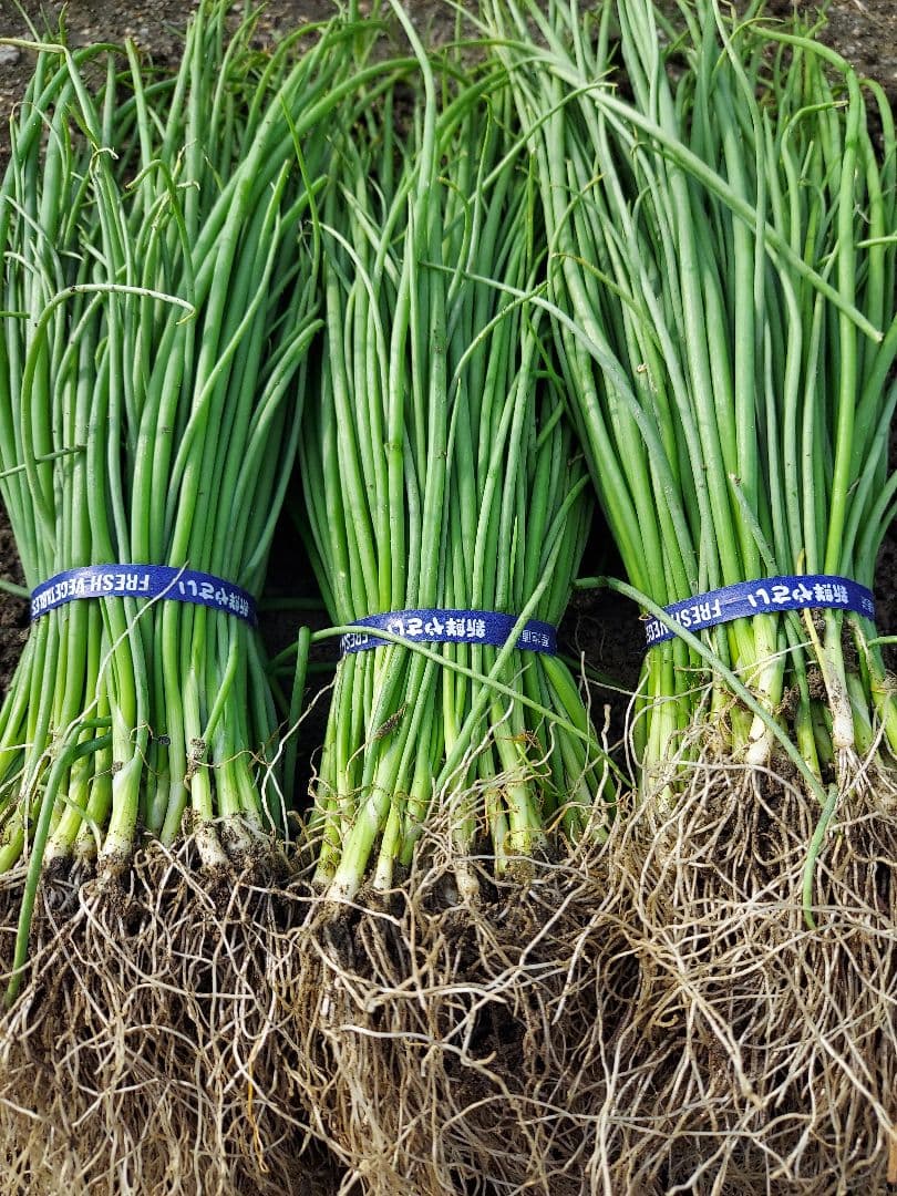 もみじ3号苗 1000本