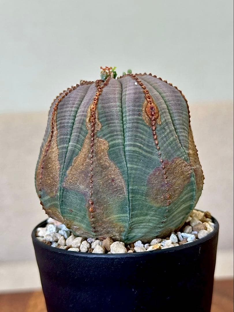 ユーフォルビア オベサ 幅7㎝ 木質化