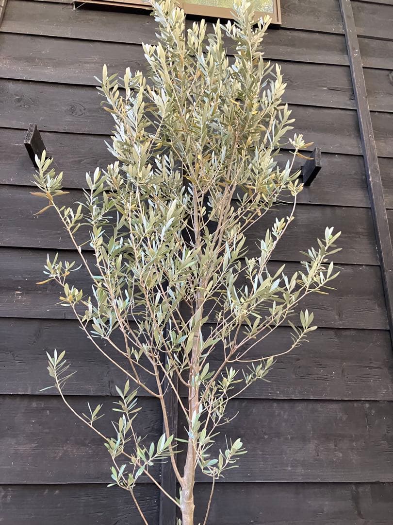 2 オリーブの木　シプレッシーノ