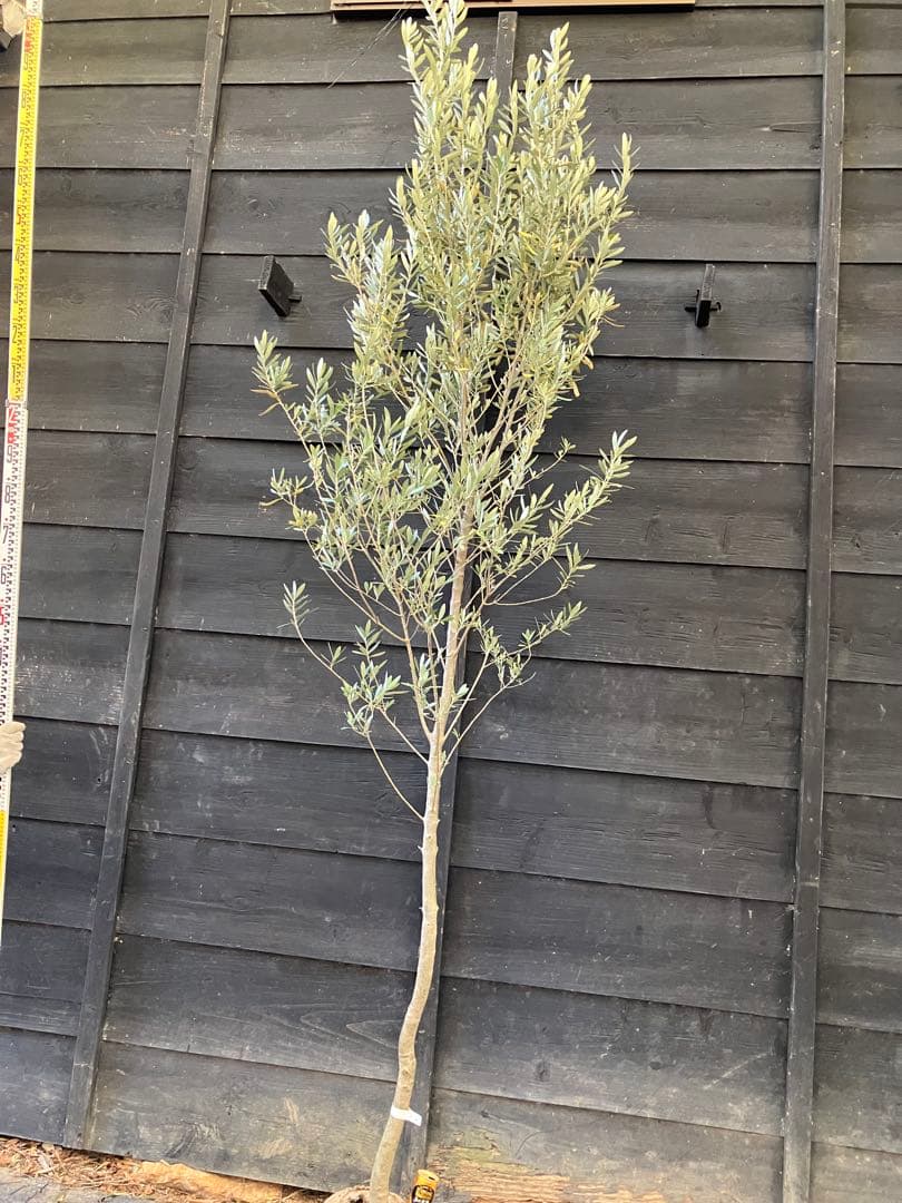 2 オリーブの木　シプレッシーノ