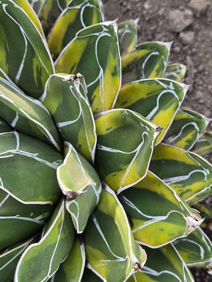 笹の雪　バリエガータ