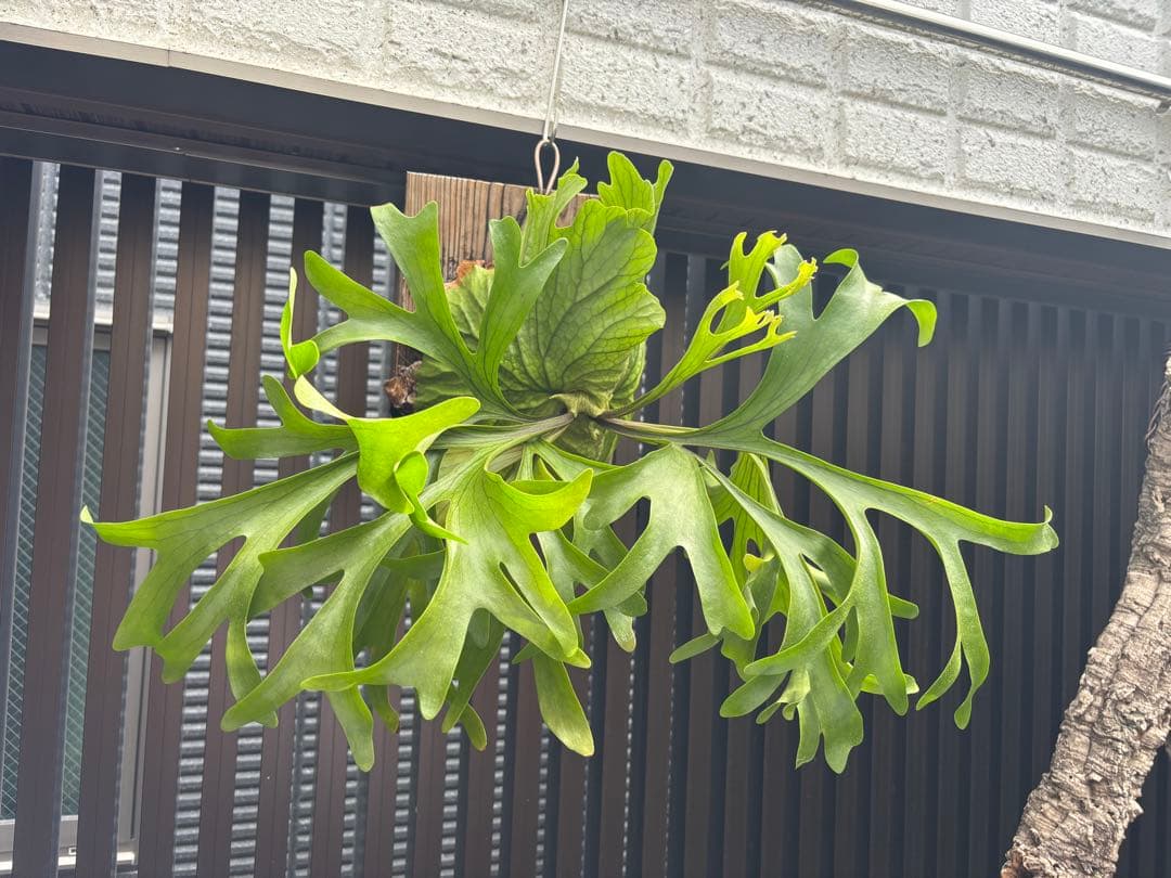 専用【大株】P. \