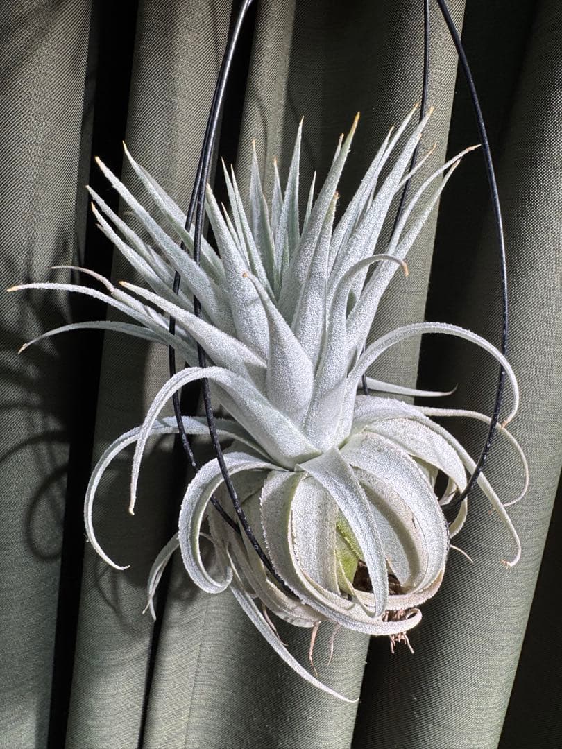 チランジア　ガルドネリ　ルピコラ