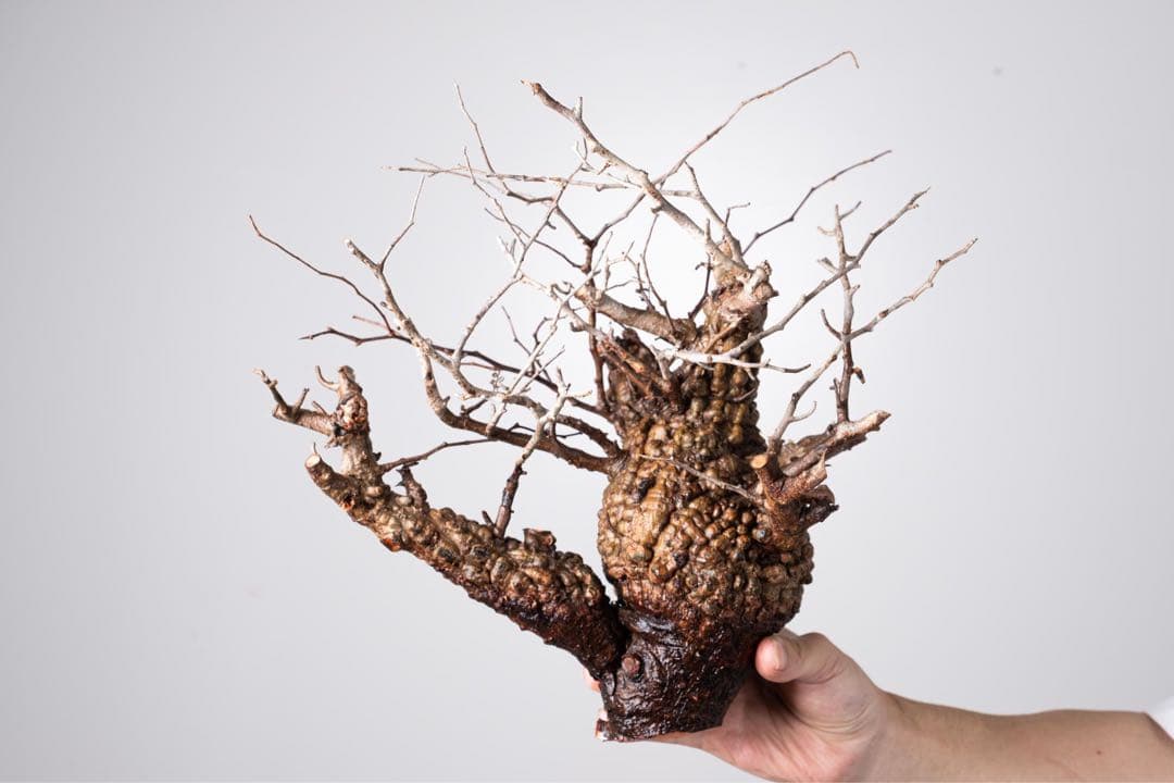 KP102 オペルクリカリア パキプス コーデックス ベアルート株　枝カット済み