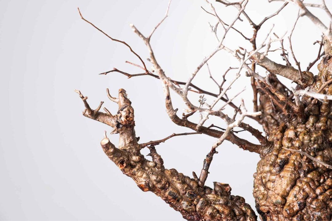 KP102 オペルクリカリア パキプス コーデックス ベアルート株　枝カット済み