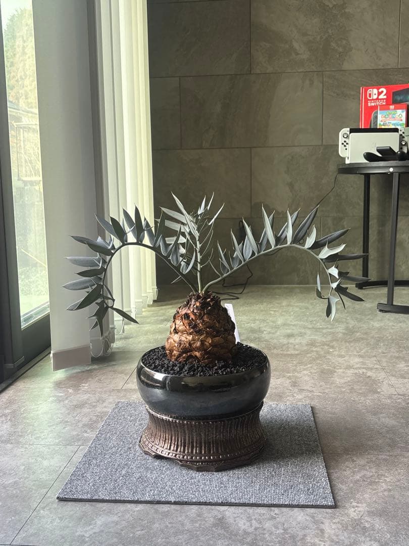 エンセファラルトスホリダスドワーフ塊根 観葉植物塊根14センチ高級鉢